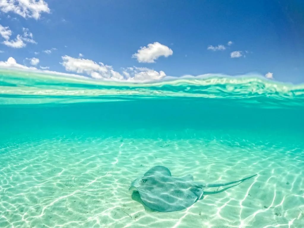 stingray-clear-water