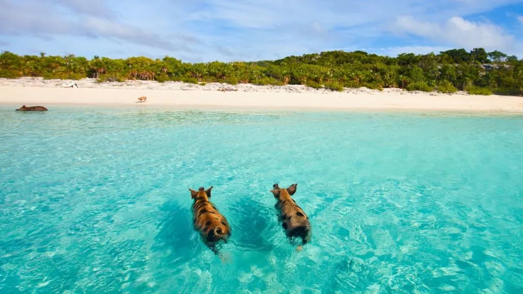 swimming-pigs-bahamas (2)