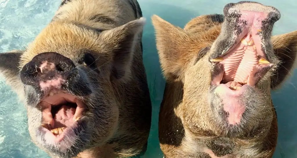 hungry swimming pigs bahamas nassau