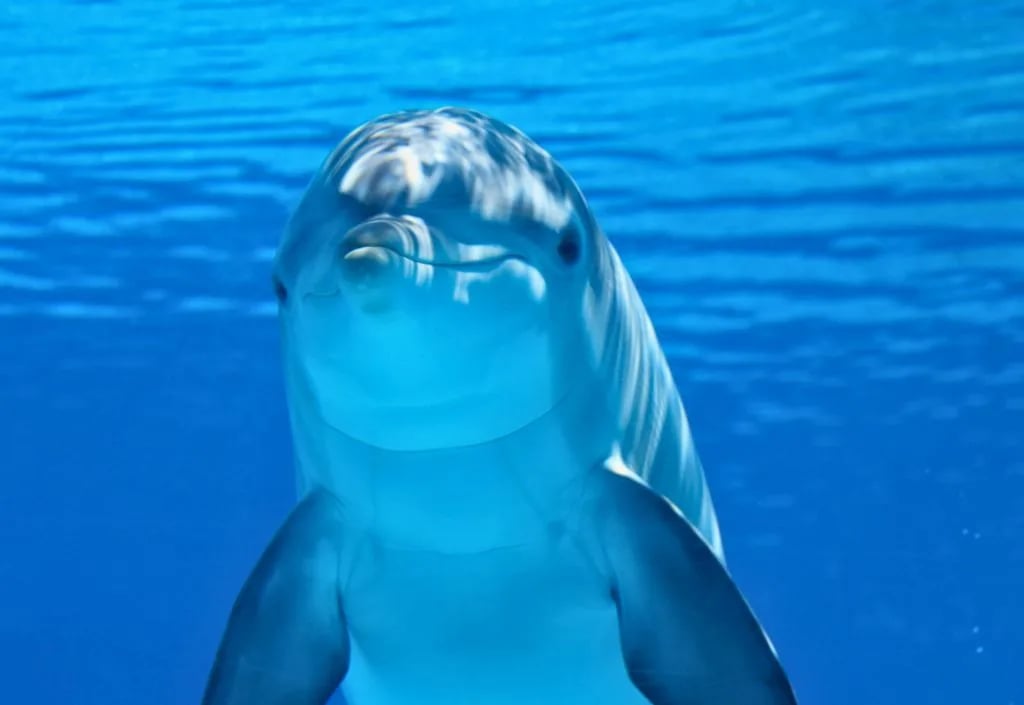 dolphin-bahamas