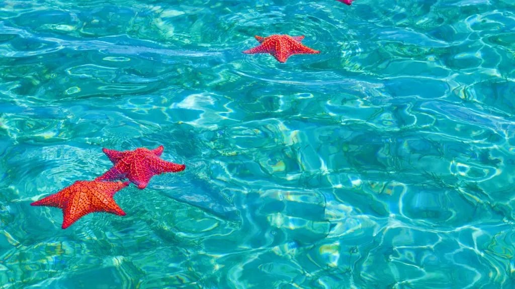 starfish-ocean-Bahamas
