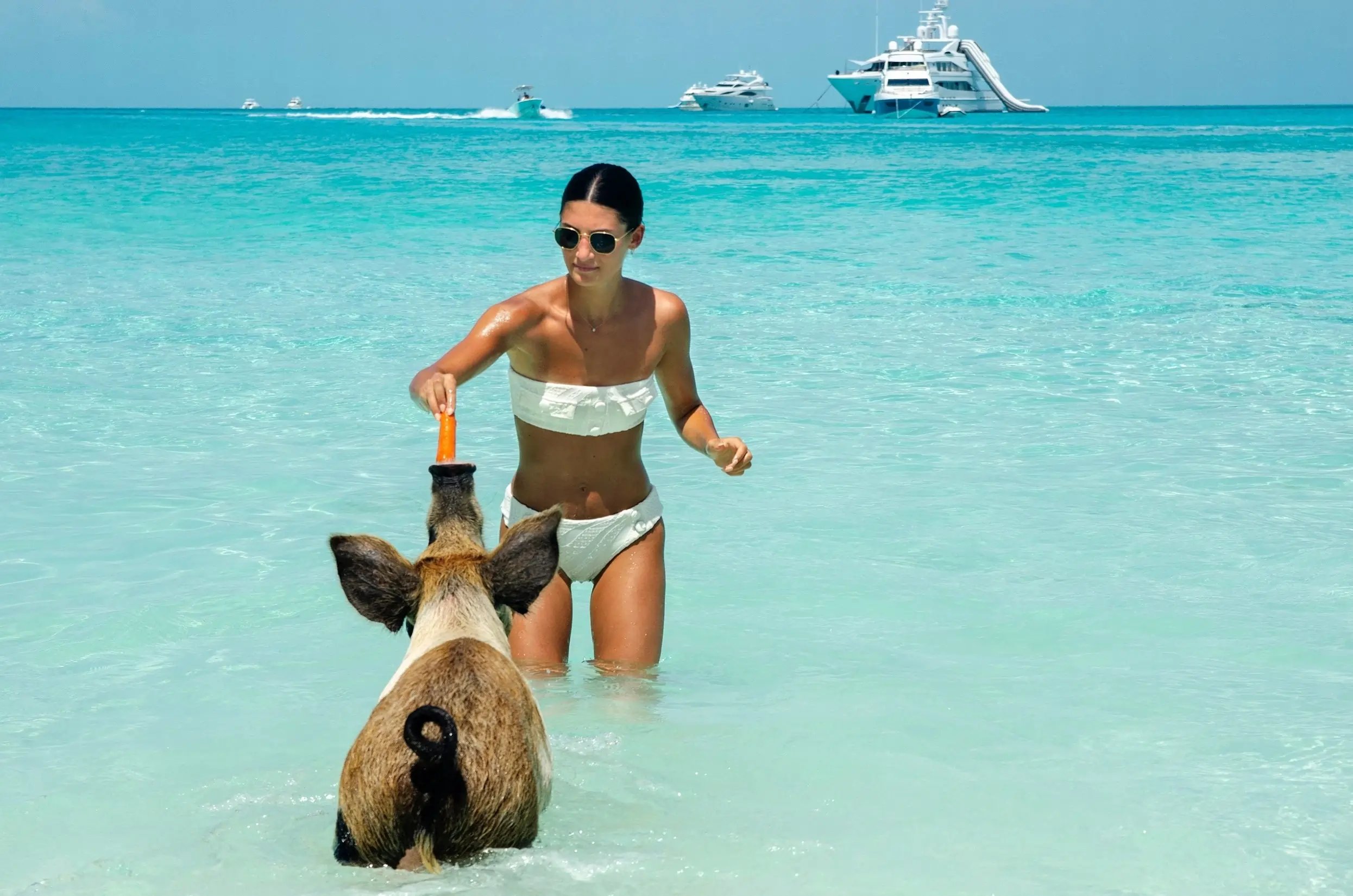 Pig Tour Image