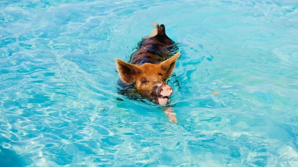 cute-swimming-pig-Bahamas