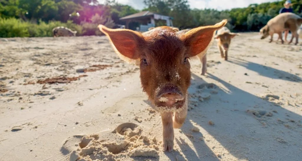 cute swimming pig bahamas