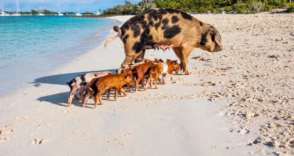 pig island bahamas