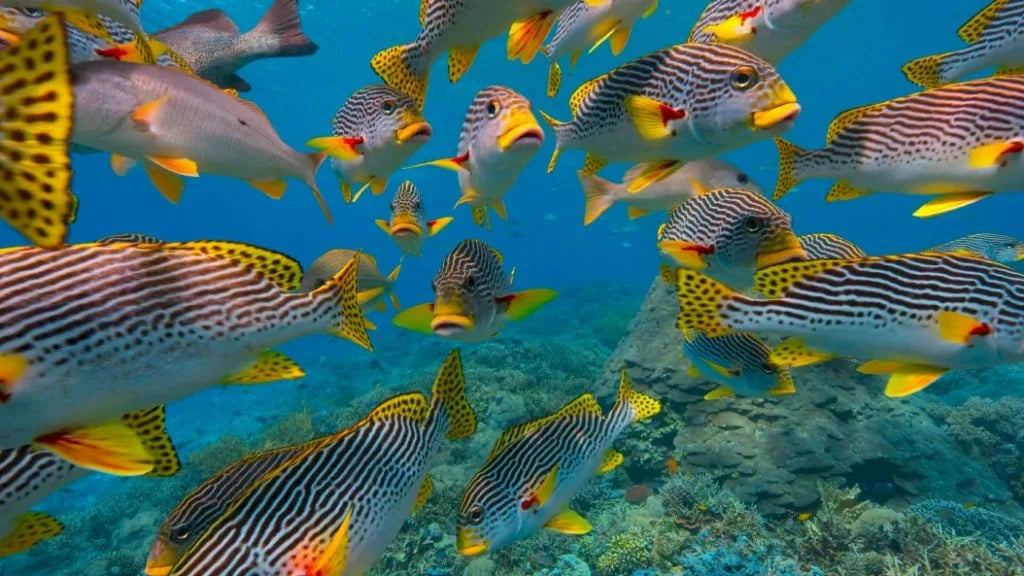 School of Oriental Sweetlips