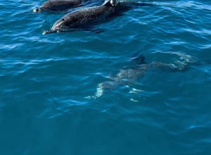 WILDLIFE & WAVES: FORT LAUDERDALE MARINELIFE CRUISE